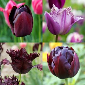 Tulip Midnight Garden