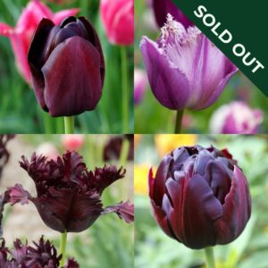 A collection of different tulips featuring Black Hero, Queen of Night, Black Parrot, and Gorilla varieties