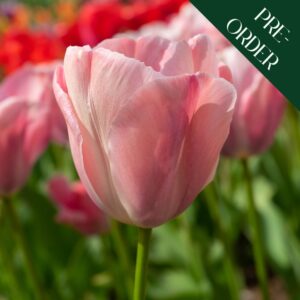 Tulip Mystic Van Ejk