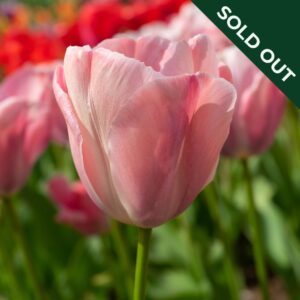 A close up of a pink Mystic Van Ejk Tulip in a field of the same tulip variety.