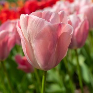 Tulip Mystic Van Ejk