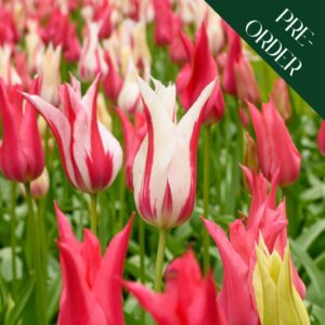 Tulip Neon Flash