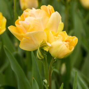 Tulip Orange Angelique