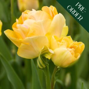 Tulip Orange Angelique