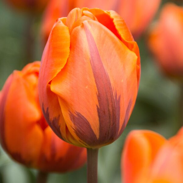 Tulip Prinses Irene