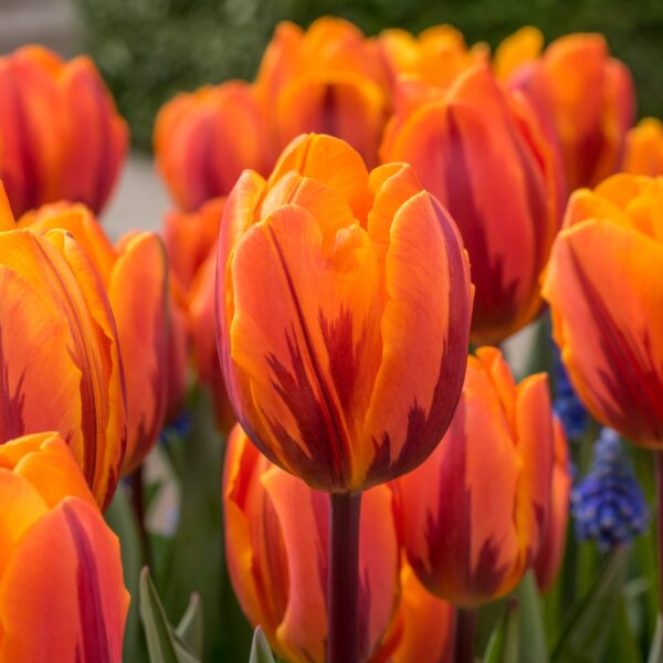 Tulip Prinses Irene - Image 2