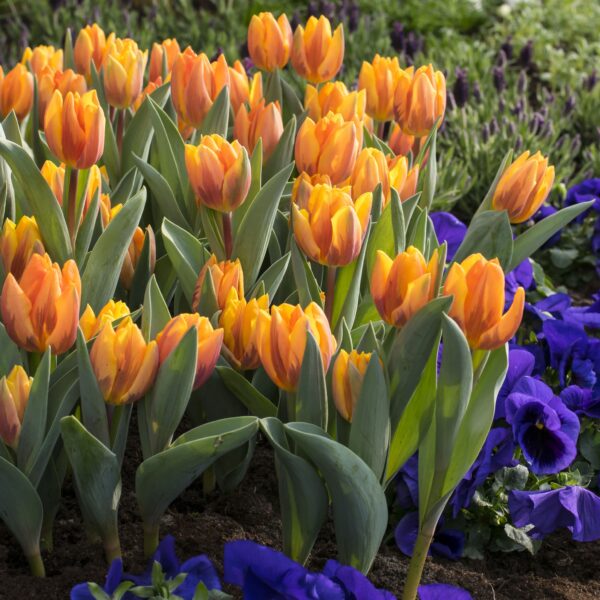 Tulip Prinses Irene - Image 3