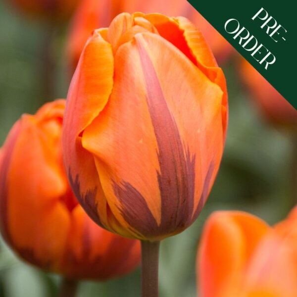 Tulip Prinses Irene