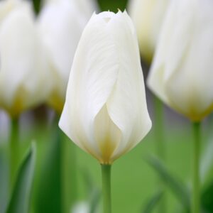Tulip Purissima