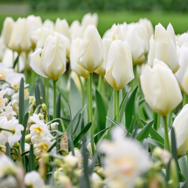 Tulip Purissima - Image 2