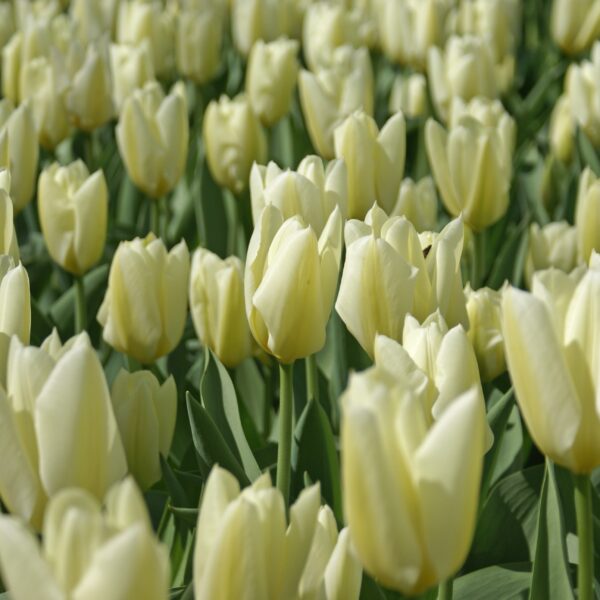 Tulip Purissima - Image 3