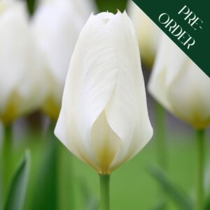 Tulip Purissima
