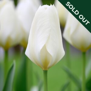 A close up image of a white Purissima Tulip flower in a field of the same tulip variety.