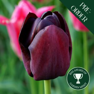 Tulip Queen Of Night