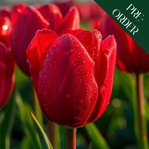 Tulip Red Impression