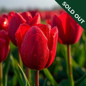 A close up image of Red Impression tulips in a field