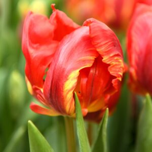 Tulip Rococo