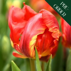 Tulip Rococo