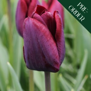 Tulip Ronaldo
