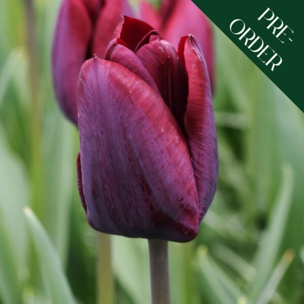 Tulip Ronaldo