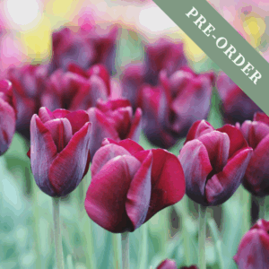Tulip Ronaldo