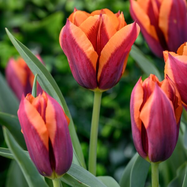 Tulip Slawa - Image 2
