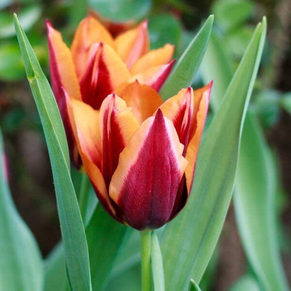 Tulip Slawa - Image 3