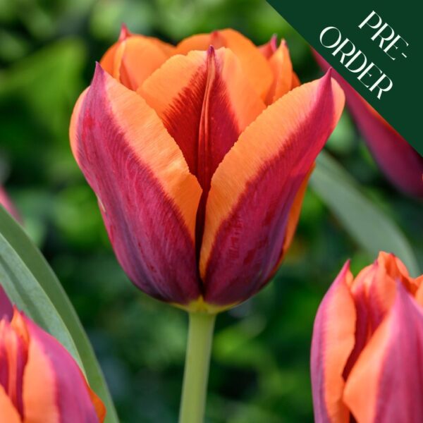 Tulip Slawa