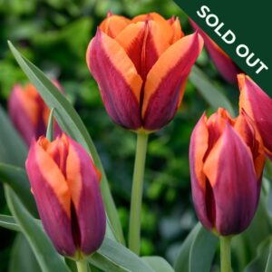 A group of Slawa Tulips in red and orange with leafy green background