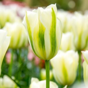 Tulip Spring Green