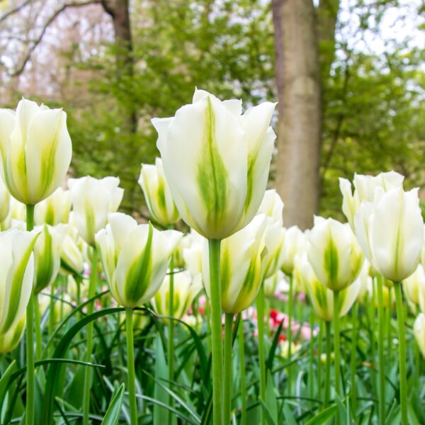Tulip Spring Green - Image 3