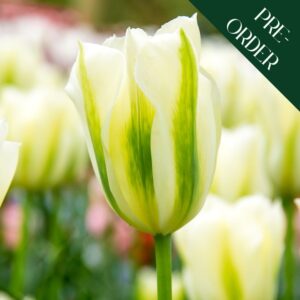 Tulip Spring Green
