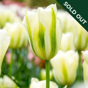 A close up imageo f a Spring Green Tulip flower in a field of the same tulip variety.