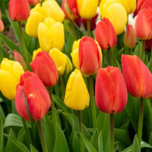 Tulip Sunrise Serenade