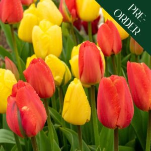 Tulip Sunrise Serenade