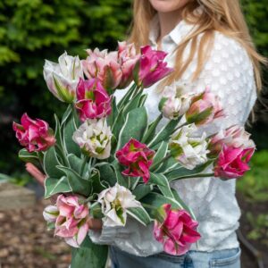 Tulip Sweet Hues