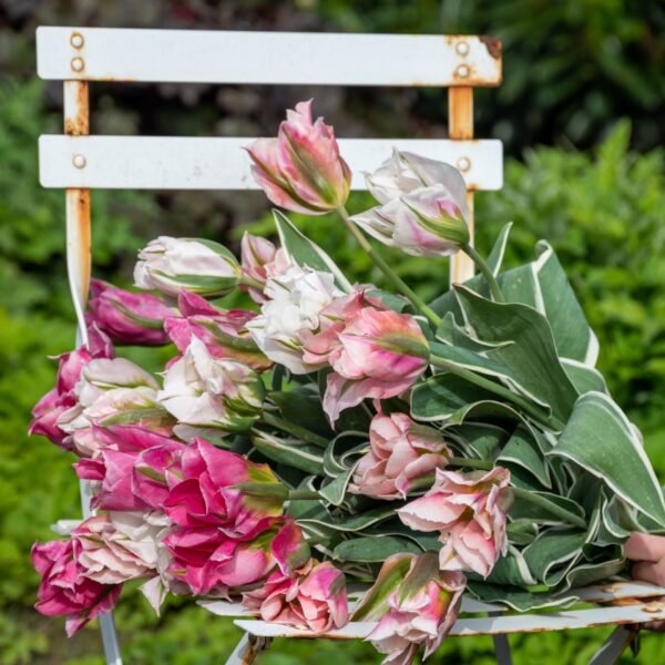 Tulip Sweet Hues - Image 2