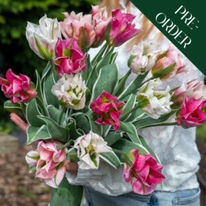Tulip Sweet Hues
