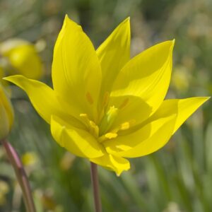 Tulip Sylvestris