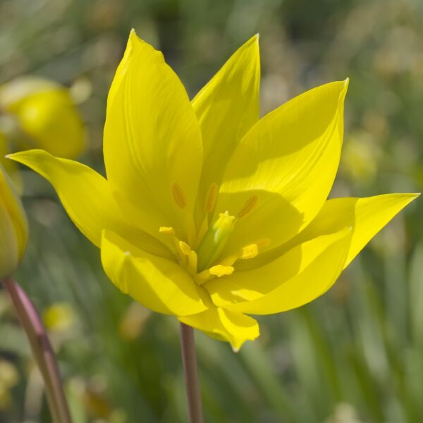 Tulip Sylvestris - Image 3