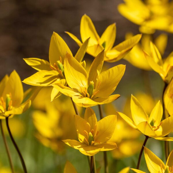Tulip Sylvestris - Image 4