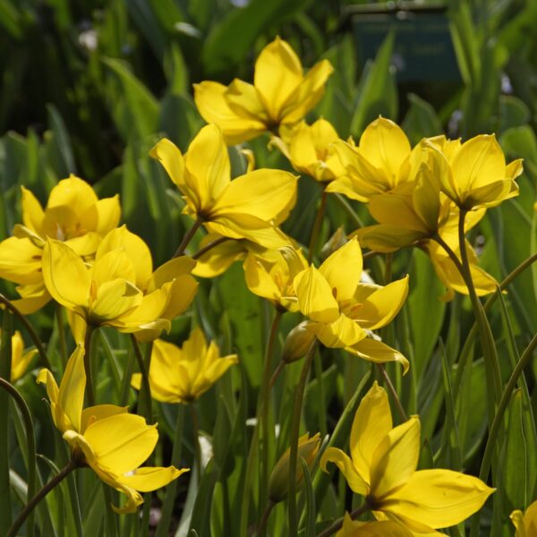Tulip Sylvestris - Image 2