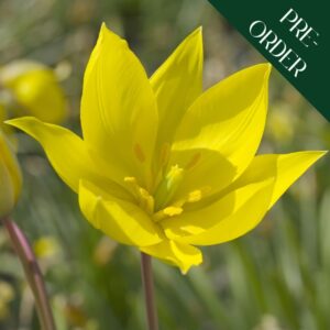 Tulip Sylvestris