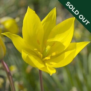 A close up image of a yellow Sylvestris Tulip with pointed petals and green background