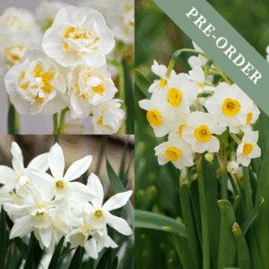 Tall Daffodil (Narcissus) for Pots Collection