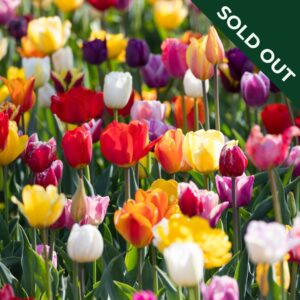 A field of different coloured Triumph tulips in red, yellow, purple, pink, orange, and white