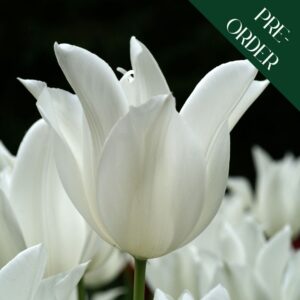 Tulip White Triumphator
