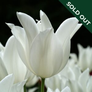 A close up image of a White Triumpator tulip with pointed leaves and other tulips in the background