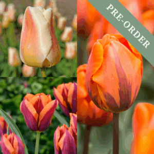 Tulip Window Box Collection