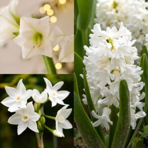 A collection of flower bulbs perfect for Christmas including Mont Blanc Amaryllis, Paperwhite Daffodils Narcissi, and Carnegie Hyacinths all in white